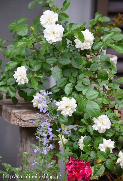 薔薇とアンティークと、モイストポプリ　　My Garden Roses Continually_d0025294_19463790.jpg