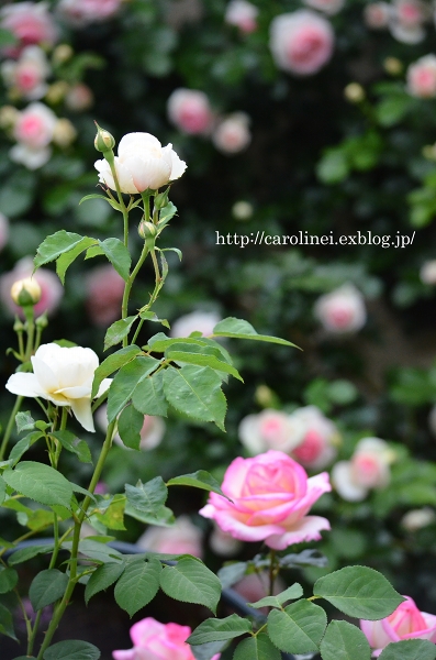薔薇とアンティークと、モイストポプリ　　My Garden Roses Continually_d0025294_19465764.jpg