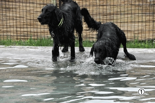 Genki弟クン来訪 ♪_f0176499_14590140.gif