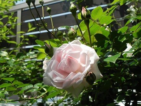 c0152002_10354674.jpg