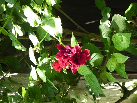 c0152002_10370388.jpg