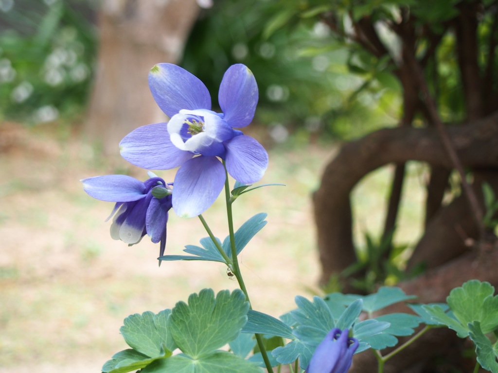 庭の花たち・・・４  オダマキ・アイリス・更紗ドウダン_b0190709_15452956.jpg