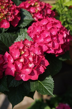 紫陽花咲きました さぶと私の雑記帳 紫陽花咲きました さぶと私の雑記帳