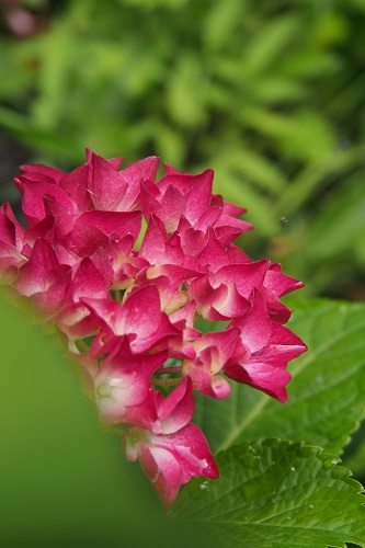 紫陽花咲きました さぶと私の雑記帳 紫陽花咲きました さぶと私の雑記帳