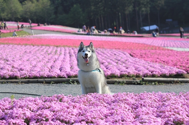 羊山公園とお山でランランラン_b0207615_23000880.jpg