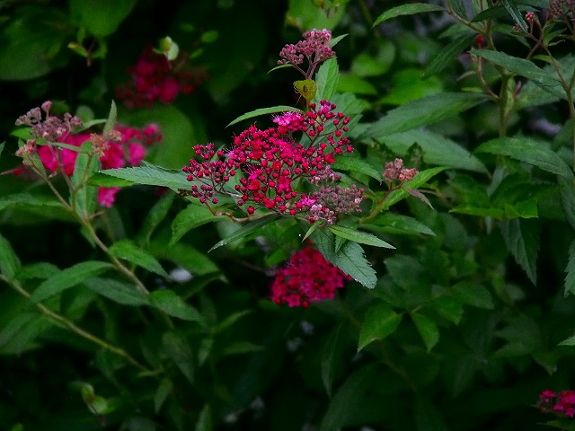 a0087818_20535235.jpg