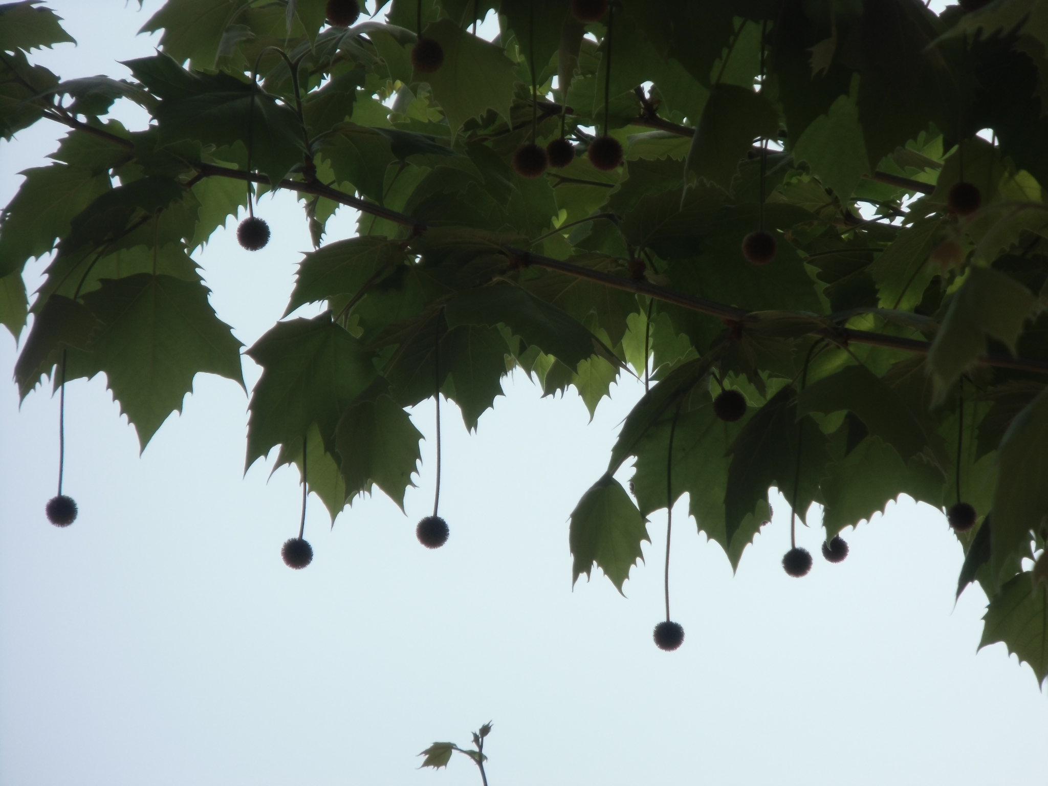 プラタナス 鈴懸の木 すずかけのき科 人と森の研究室