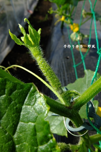 紫蘇の定植が終わりました！_b0244034_06222702.jpg