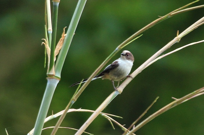 エナガに似た鳥 暮らしの中で