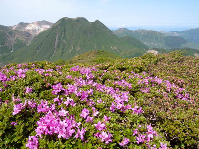 平治岳のミヤマキリシマは時期尚早だった 山に癒されて