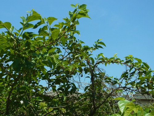 f0206939_0202475.jpg
