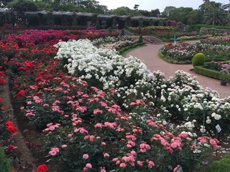 満開の薔薇　谷津バラ園にて_b0330040_23032632.jpg