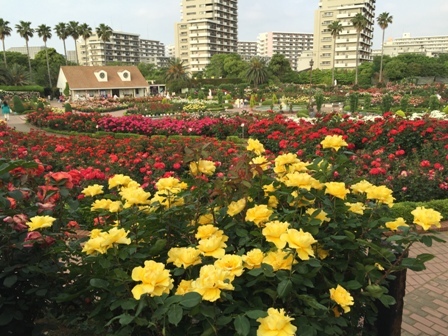 満開の薔薇　谷津バラ園にて_b0330040_23052360.jpg