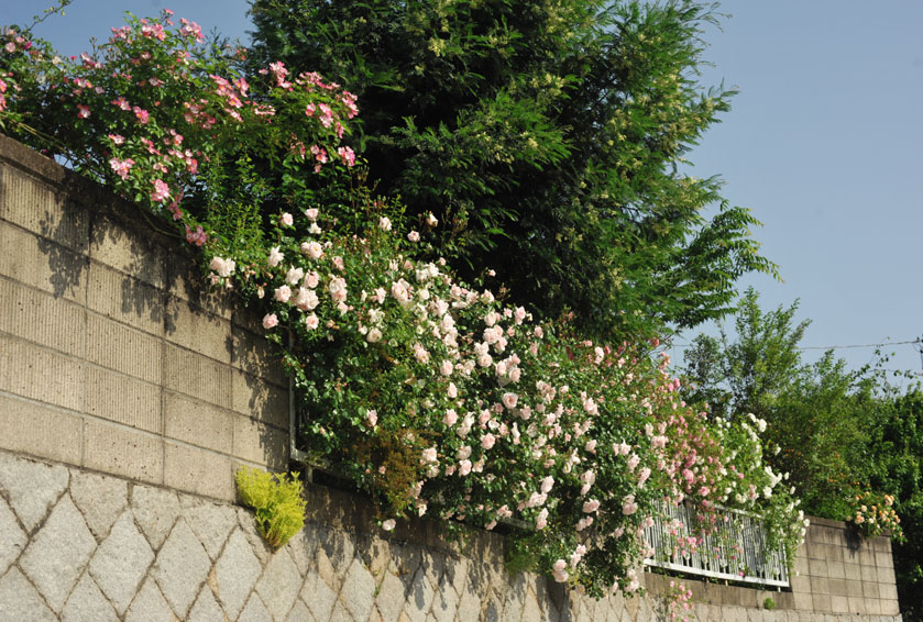 きょうの綺麗どころは庭の外から見えるつる薔薇たち♪_b0075541_20254781.jpg