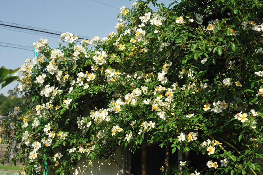 きょうの綺麗どころは庭の外から見えるつる薔薇たち♪_b0075541_20544928.jpg