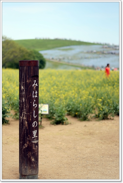 【茨城ひたちなか】 丘一面、真っ青のネモフィラ 『国営ひたち海浜公園』 - my toypoodle