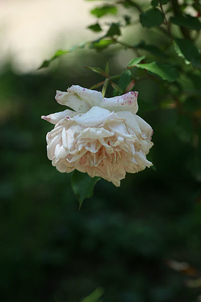 f0271343_22422880.jpg