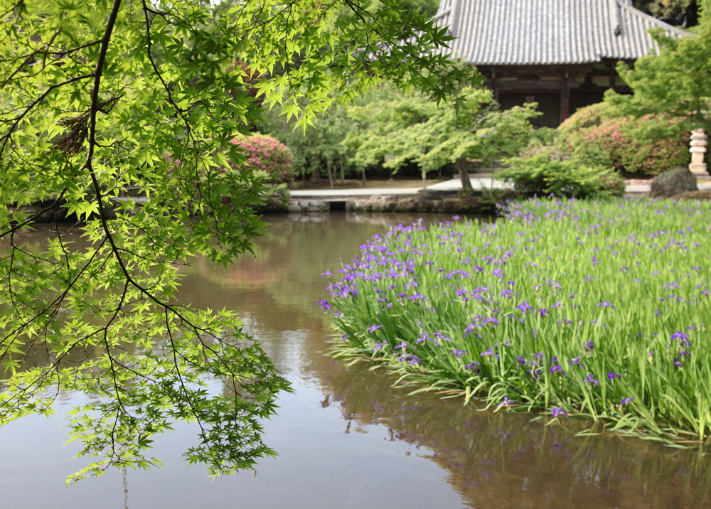 天理市　長岳寺　杜若　黄菖蒲　白い杜若　睡蓮_c0108146_21234493.jpg