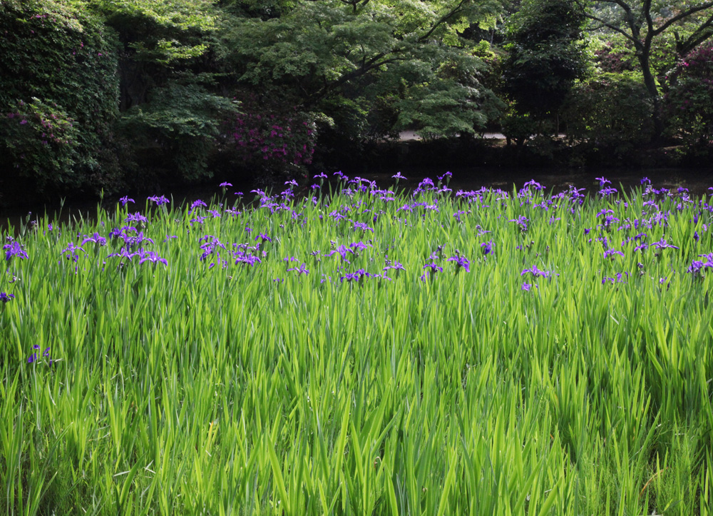 天理市　長岳寺　杜若　黄菖蒲　白い杜若　睡蓮_c0108146_2124422.jpg