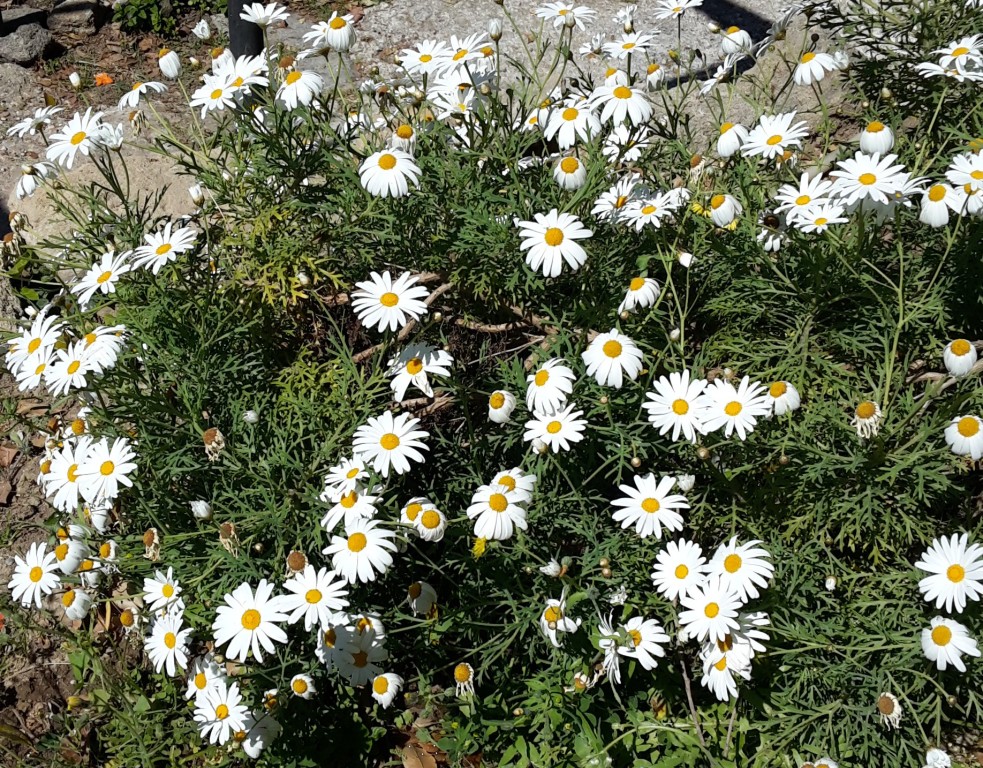 シチリアの春　その2　草花編_d0110650_26487.jpg