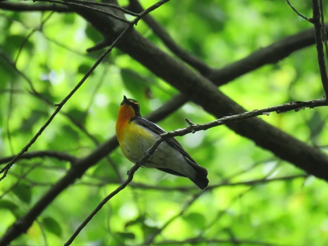 再度公園&森林植物園_b0227552_19514656.jpg
