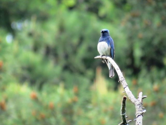 再度公園&森林植物園_b0227552_19520319.jpg