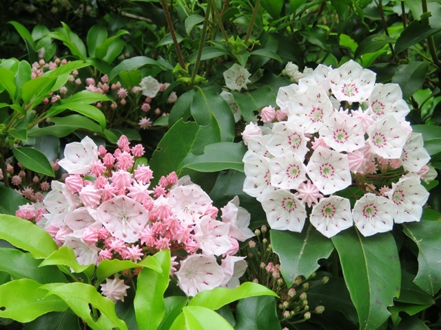 再度公園&森林植物園_b0227552_19521139.jpg