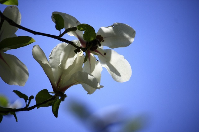 ５月１１日　岡山県立森林公園_f0340155_19232922.jpg