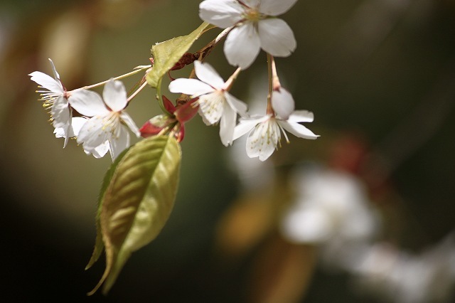 ５月１１日　岡山県立森林公園_f0340155_19243720.jpg