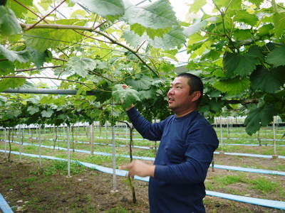熊本ぶどう 社方園 袋かけ前の様子と満開のバラ_a0254656_18322814.jpg