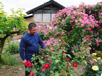 熊本ぶどう 社方園 袋かけ前の様子と満開のバラ_a0254656_19245373.jpg
