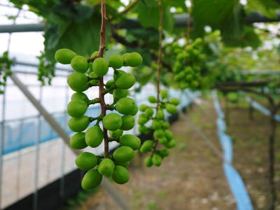 熊本ぶどう 社方園 袋かけ前の様子と満開のバラ_a0254656_198161.jpg