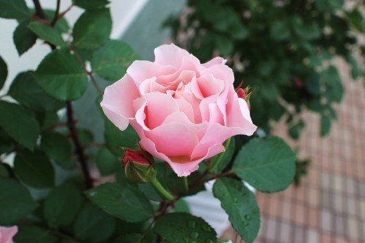 精霊の薔薇 ダフネ La Rose 薔薇の庭