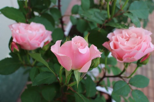 精霊の薔薇 ダフネ La Rose 薔薇の庭