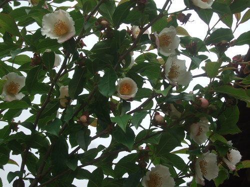 c0111557_1135098.jpg