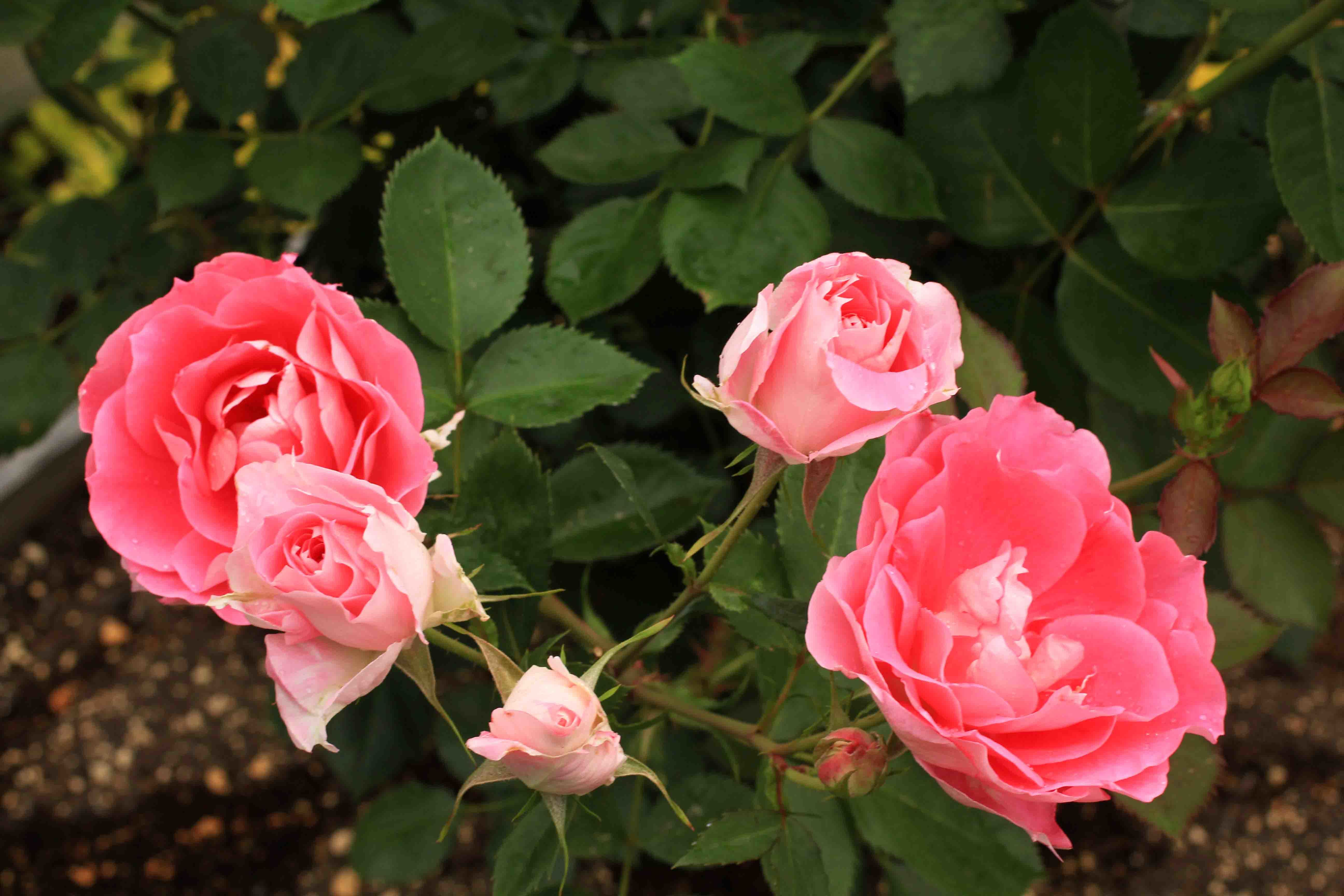 庭の薔薇 南box 05 ケアフリーワンダー 成長する家 つれづれ日記 庭の薔薇 南box 05 ケアフリーワンダー 成長する家 つれづれ日記