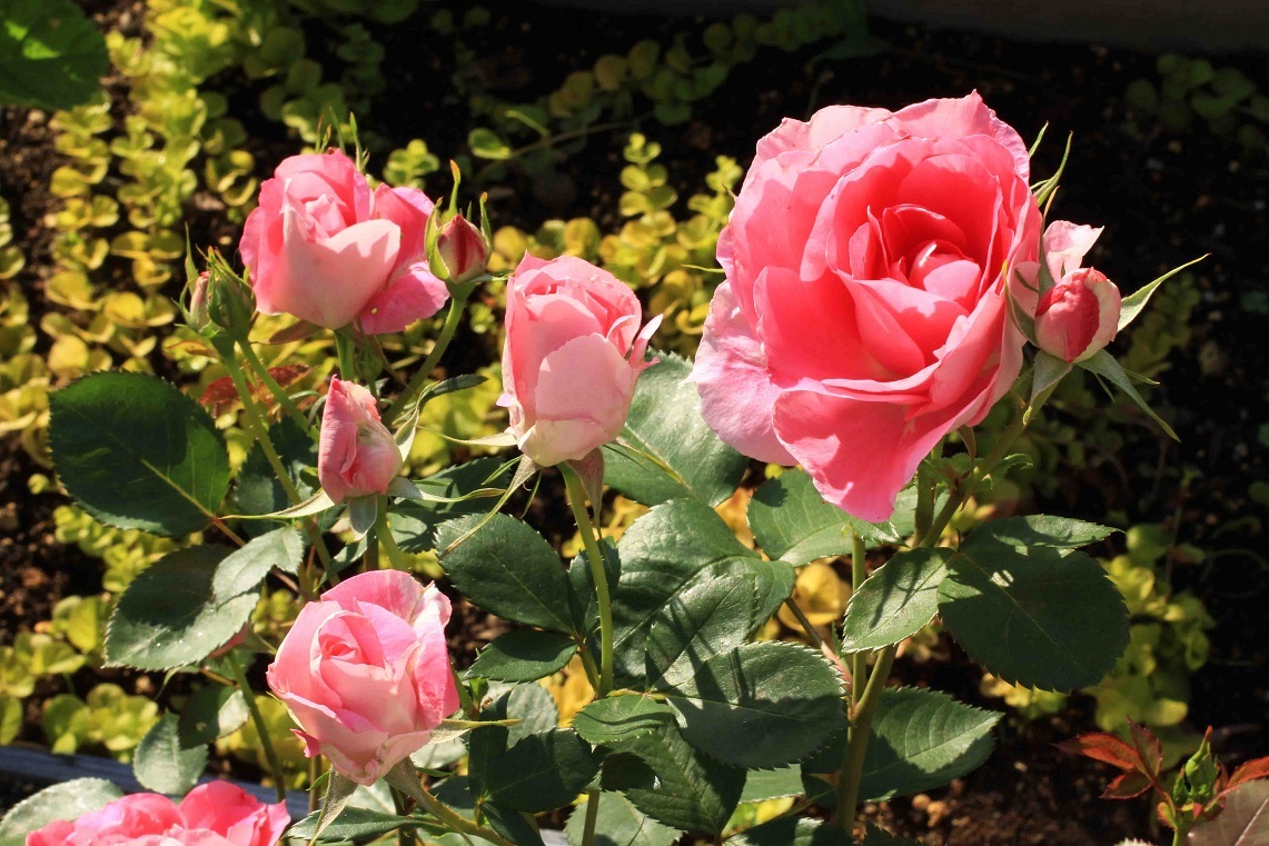 庭の薔薇 南box 05 ケアフリーワンダー 成長する家 つれづれ日記 庭の薔薇 南box 05 ケアフリーワンダー 成長する家 つれづれ日記