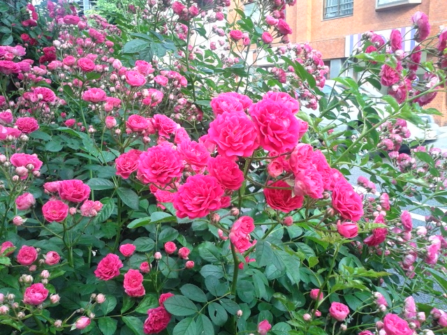 e0159875_14481576.jpg