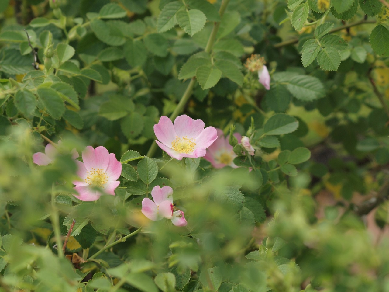 Dindagbrblogjp 画像犬薔薇2653 Dindagbrblogjp 画像犬薔薇2653