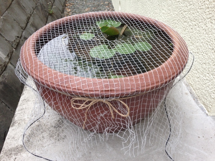 知恵くらべ?_b0167282_23503520.jpg