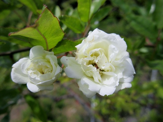 b0182884_0375561.jpg