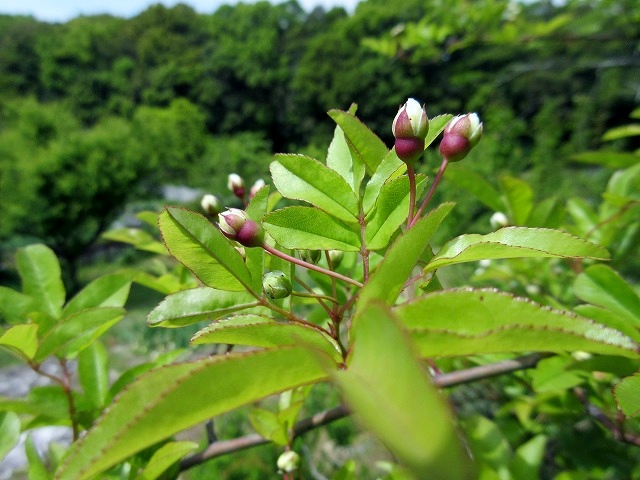 b0182884_056481.jpg