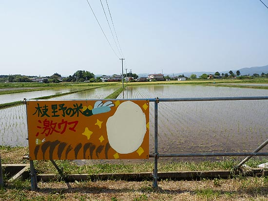 ５月１５日の田んぼ（上目黒小・枝野小）_d0247484_13465682.jpg