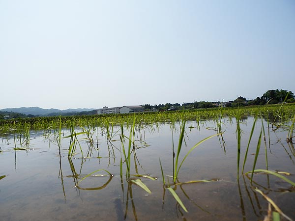 ５月１５日の田んぼ（上目黒小・枝野小）_d0247484_13473490.jpg