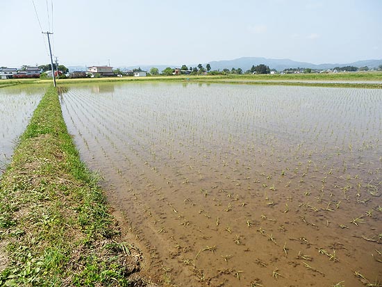 ５月１５日の田んぼ（上目黒小・枝野小）_d0247484_13583911.jpg