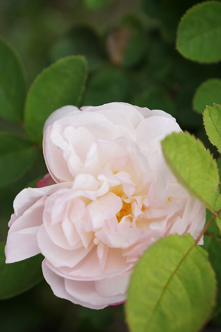 c0026690_228511.jpg
