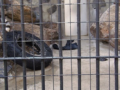 徳山動物園　ケンちゃんとジーンズ_f0297893_16125977.jpg