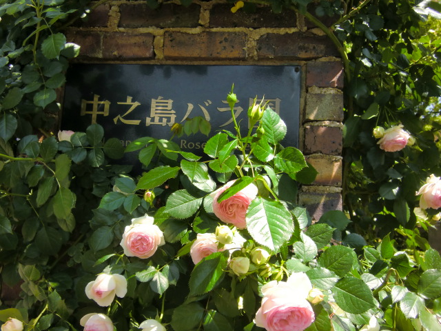 中之島バラ園の可愛いバラの花_b0044296_2249389.jpg