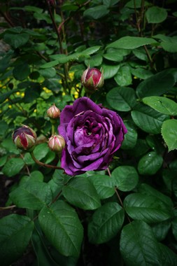 雨上がりの庭 le jardin apres la pluie _e0206902_535973.jpg