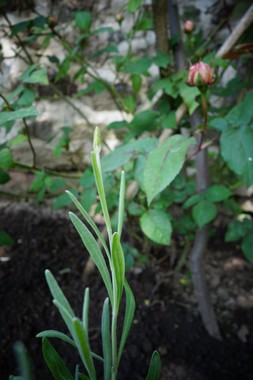 雨上がりの庭 le jardin apres la pluie _e0206902_538154.jpg